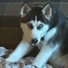 noil_346