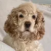 conniethecockerspaniel