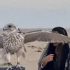 t_zli