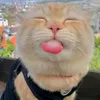 Catmeme