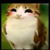 meowl_iscute