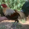 palami08