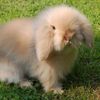 bevolvedbunbun