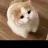 thaonek12314