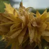 iris_2920