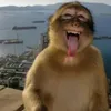 gaugauboicomchocho
