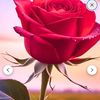 petunia3409