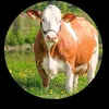 مەی دانی حاجیاوا🐄