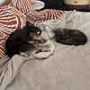 taco_and_chipsy