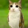 realmeowlbro