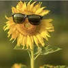 cư sĩ đầu trọc 🌻