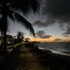 🥥🌴