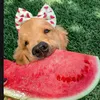 jazzyplaysxadm