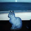 username1155_2