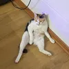 seduars.memeacc