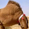 الحربي🐪