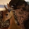 َ᷂سلمان َ᷂ابن َ᷂قويد🐆
