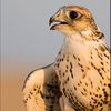 khalid.alghanim