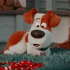 euamoomax1