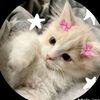 cat.lover.girl.tasnim.17