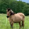 fluse82