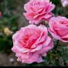 tiamariya.com