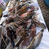 melki.lanongbuka5