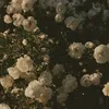 htii_2.75