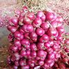 oghie.abdi