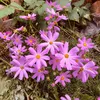 sun_flower_868
