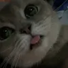 chanivaxg.10