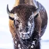 thebison4