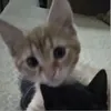 cassabbie