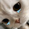 mmy08221