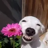 khoongchoiwtiktok