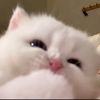 mey_10612