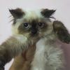 kucingmeong9776