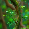 anh.anh667