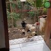 satriaji.tangguh