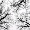 wild_twig