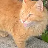unseriouscatt