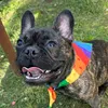 ola.the.frenchie