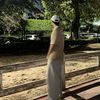 sherbooo_1