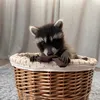 bee.bro35_racoons