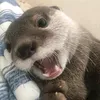 wildandfurry
