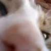 loatbigdookie