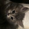 putttt_1117