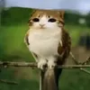 dem0n_daitx
