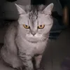 arina_wows