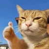 ehhhhhhh446